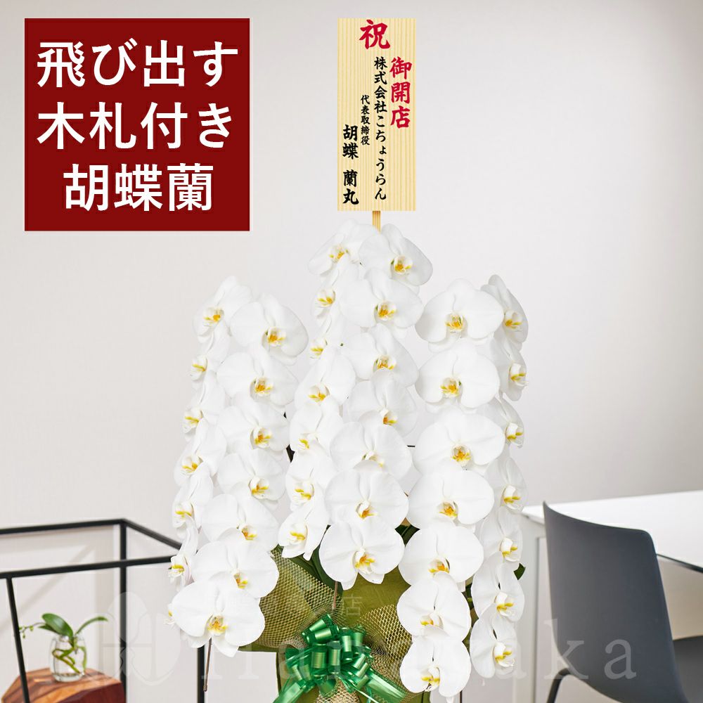 胡蝶蘭7個セット　【引取り5000円引き】 胡蝶蘭 5本立（つぼみを含む50輪以上）赤系ラッピング - お祝い(法人