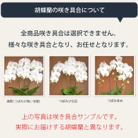 咲き具合について