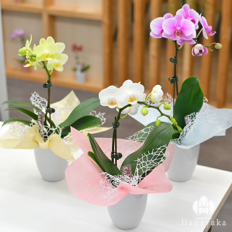 胡蝶蘭 カララL（ミニミディ） 1本立ち ラッピング付き ※KG | 胡蝶蘭