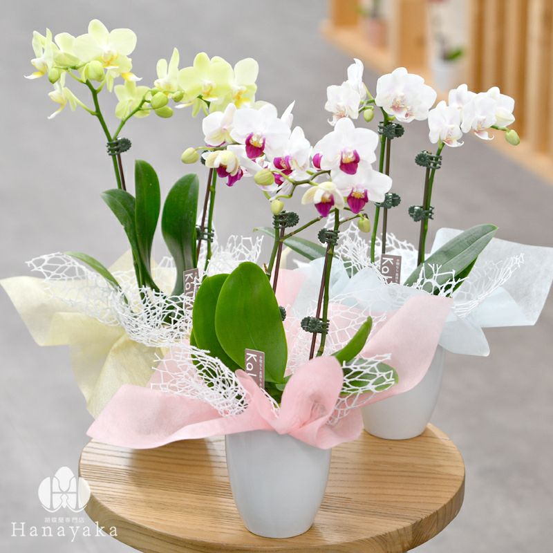 胡蝶蘭　ラッピング付き ラッピングのみ！胡蝶蘭は付きません！植物と同時購入がおすすめ】有料