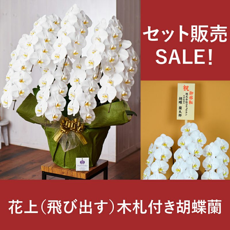 胡蝶蘭通販専門店｜最短翌日お届け・法人対応【はなやか】全国配送
