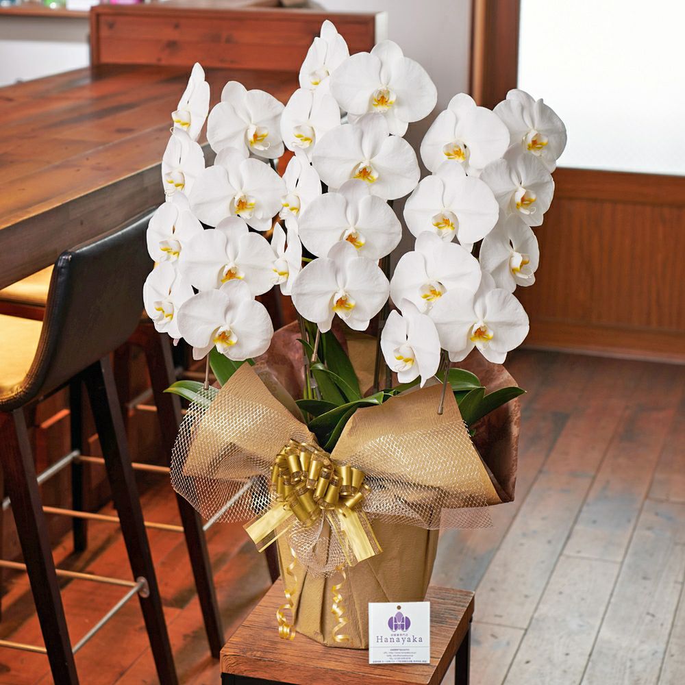 白の胡蝶蘭3本立ち 開店祝い ギフト用