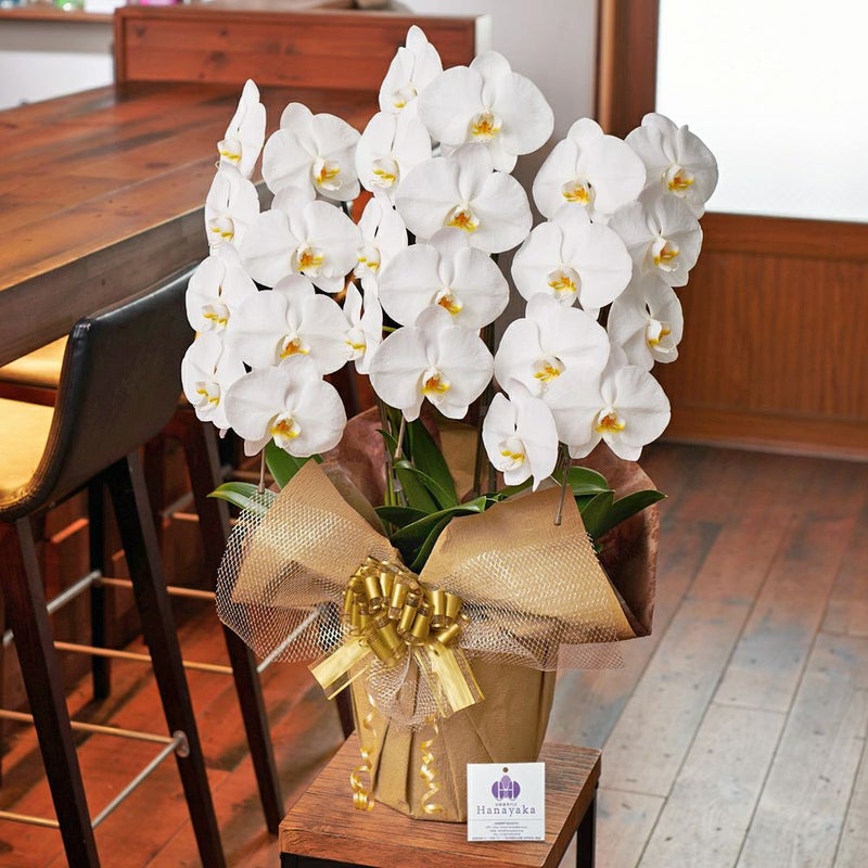 白の胡蝶蘭3本立ち 開店祝い ギフト用