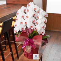 白赤リップ大輪の胡蝶蘭3本立ち 開店祝い ギフト用