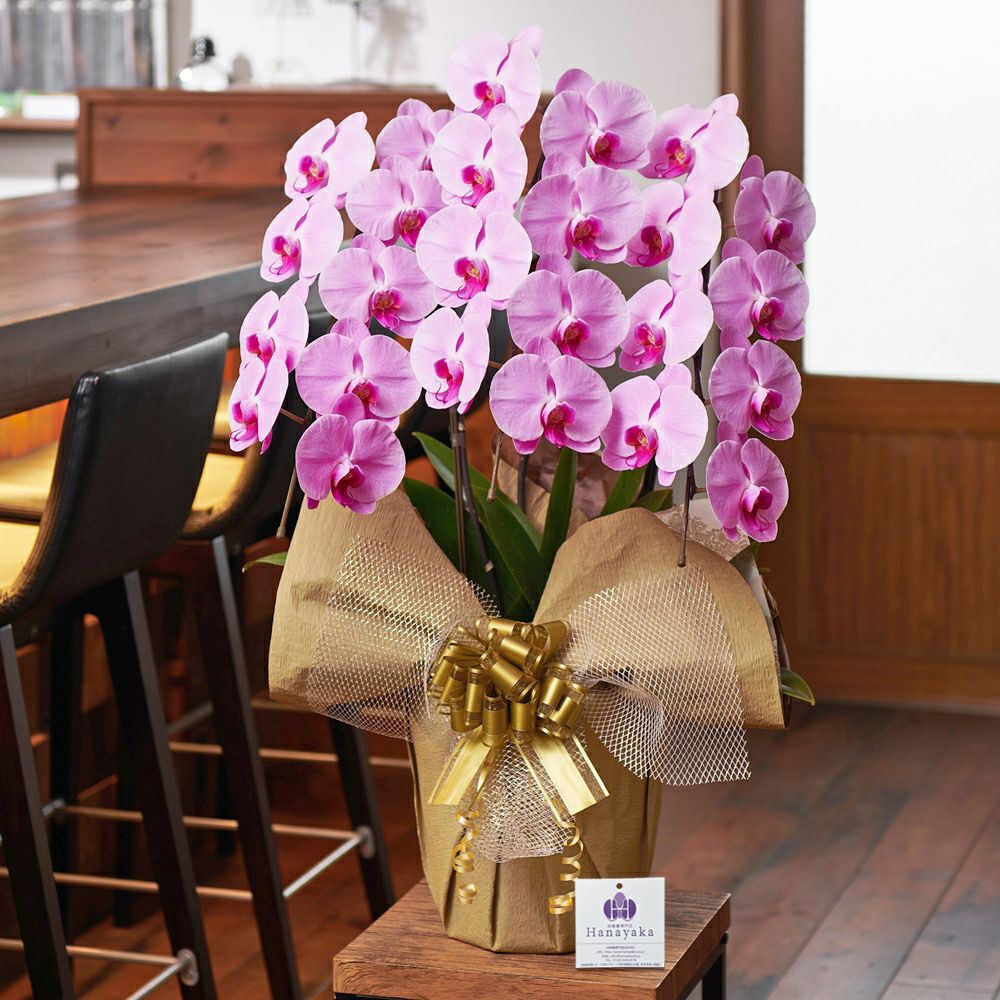 ピンク大輪の胡蝶蘭3本立ち 開店祝い ギフト用
