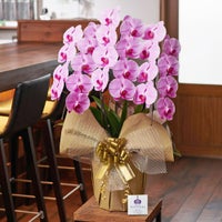 ピンク大輪の胡蝶蘭3本立ち 開店祝い ギフト用