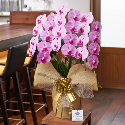 ピンク大輪の胡蝶蘭3本立ち 開店祝い ギフト用