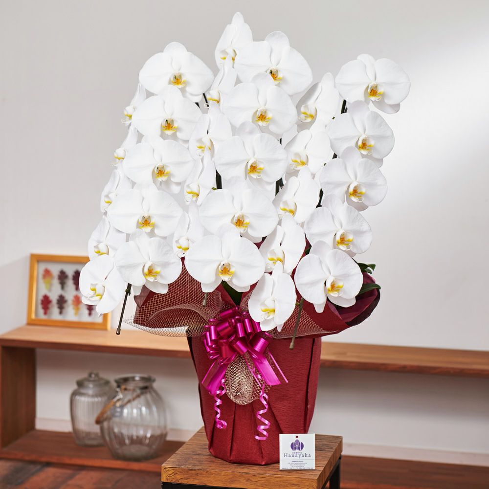 白の胡蝶蘭3本立ち 開店祝い ギフト用