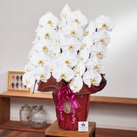 白の胡蝶蘭3本立ち 開店祝い ギフト用
