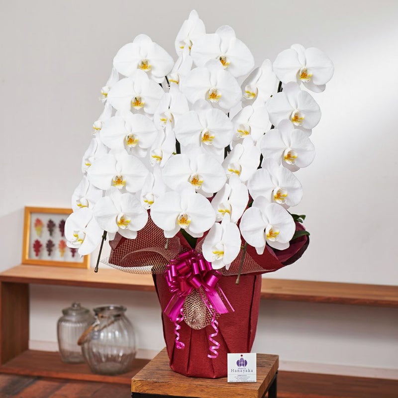 白の胡蝶蘭3本立ち 開店祝い ギフト用