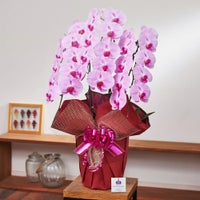 ピンクの胡蝶蘭3本立ち 開店祝い ギフト用