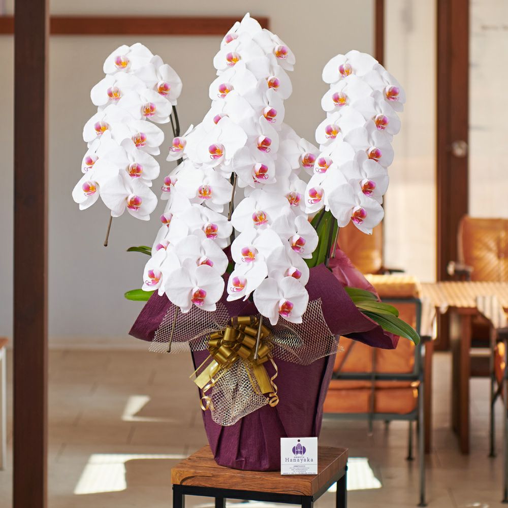 白赤リップ大輪