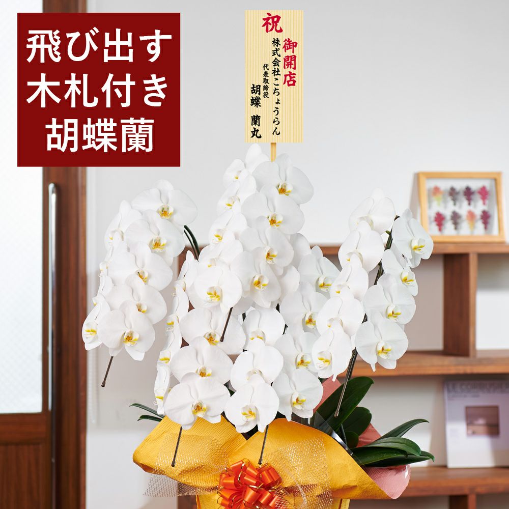 SALE！3.5万円コース（税抜）【飛び出す木札付き】 胡蝶蘭 大輪5本立ち