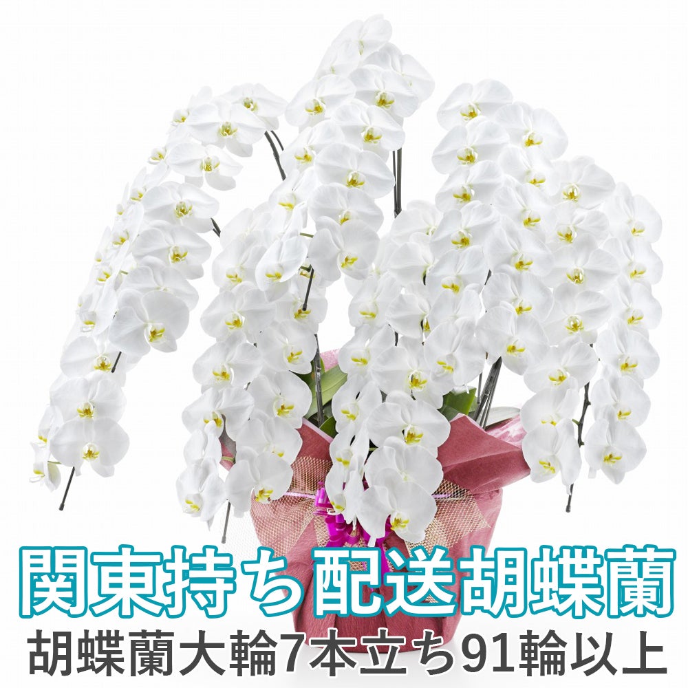絆蘭8本セット 法人様向け贈答用胡蝶蘭販売「蘭贈くん」 / 胡蝶蘭大輪 3本立ち 33輪以上