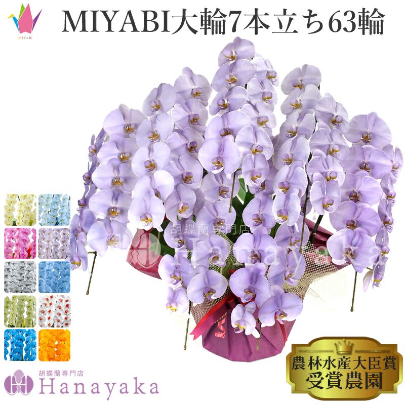 彩り豊富な胡蝶蘭 MIYABI 大輪 7本立ち 63輪以上 ※佐川急便 | 胡蝶蘭