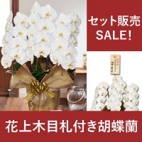 胡蝶蘭大輪3本立ち 開店祝い ギフト用