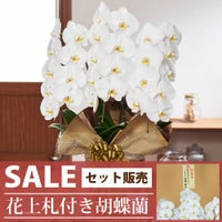 胡蝶蘭大輪3本立ち 開店祝い ギフト用