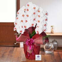 白赤の胡蝶蘭3本立ち 開店祝い ギフト用