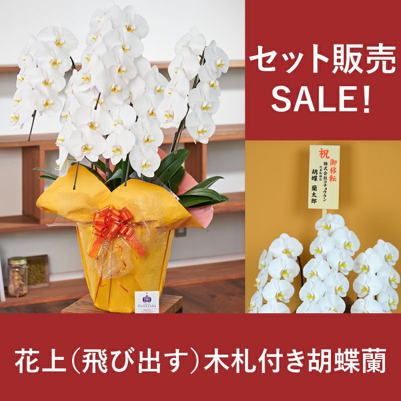20260406胡蝶蘭配達料込み 2026 SuperFlower 胡蝶蘭（5万円／4連仕様）