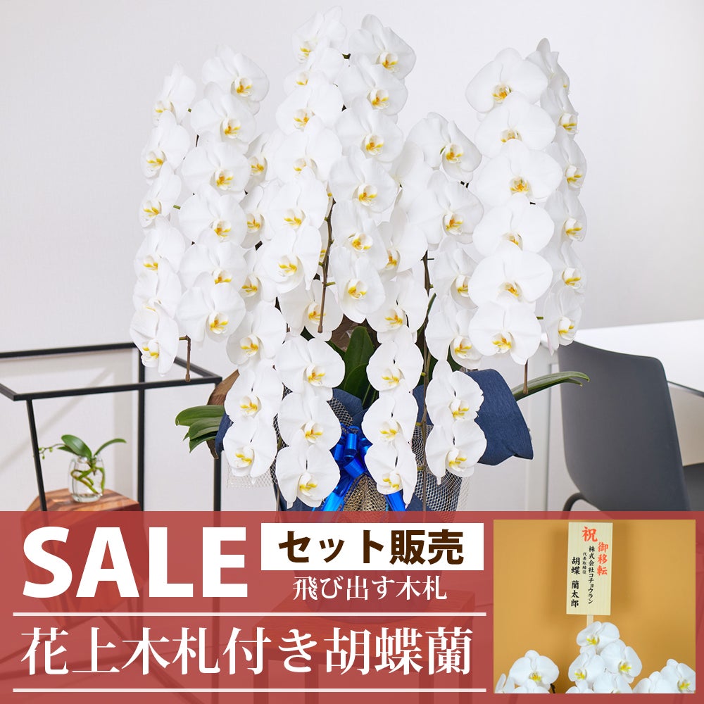 SALE！4万円コース（税抜）【飛び出す木札付き】 胡蝶蘭 大輪5本立ち