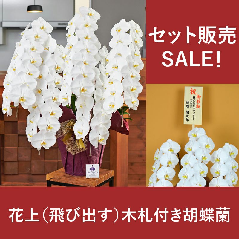 20260406胡蝶蘭配達料込み 2026 SuperFlower 胡蝶蘭（5万円／4連仕様）