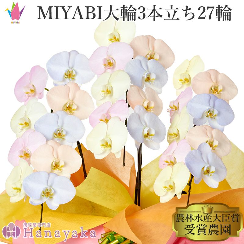彩り豊富な胡蝶蘭 MIYABIシリーズ | 胡蝶蘭専門店 はなやか本店