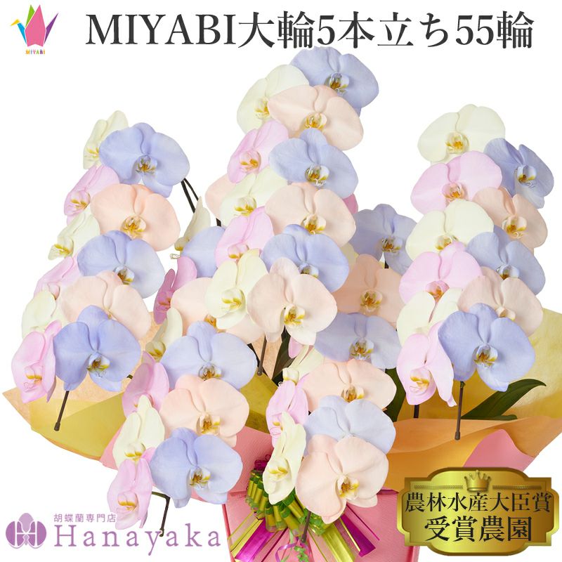 彩り豊富な胡蝶蘭 MIYABI コットンキャンディ 大輪5本立ち 55輪以上