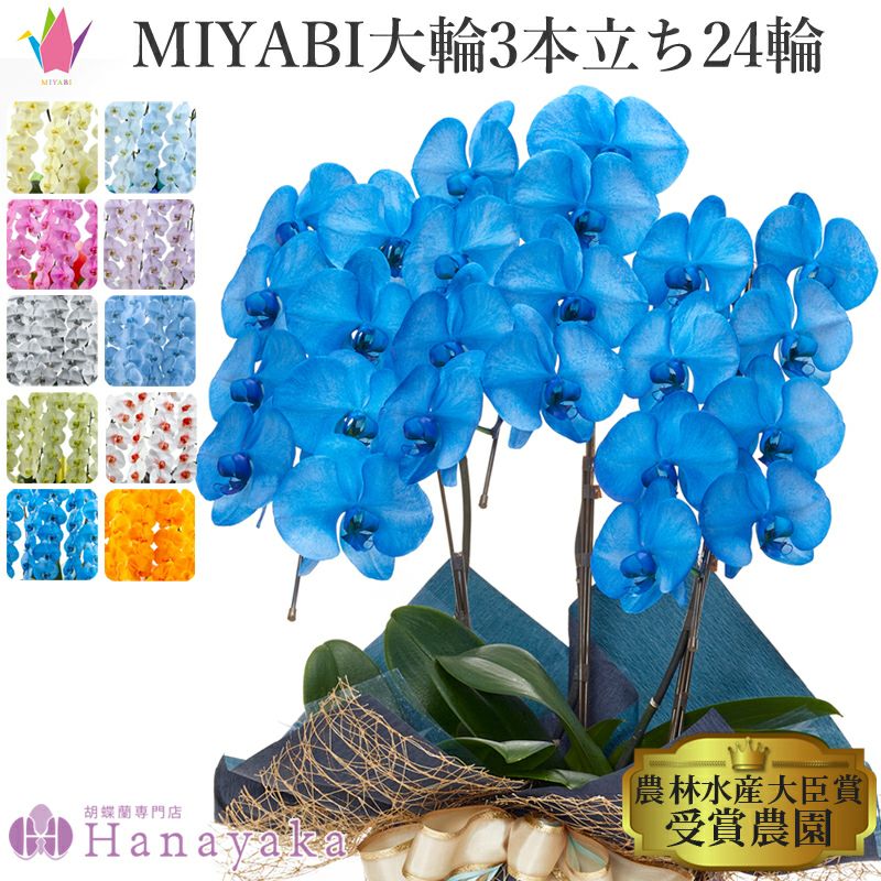 彩り豊富な胡蝶蘭 MIYABI 大輪3本立ち 24輪以上 MIYABI定番カラー