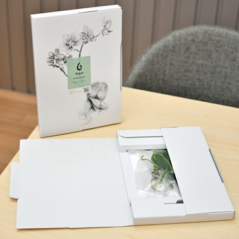 水耕栽培胡蝶蘭 アクアオーキッド