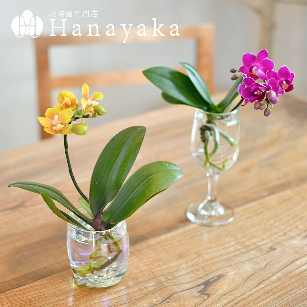 胡蝶蘭 Aqua orchid 【アクアフルール】水耕栽培 | 胡蝶蘭専門店