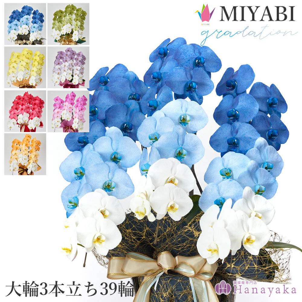 彩り豊富な胡蝶蘭 MIYABI グラデーション 大輪3本立ち 39輪以上【平日
