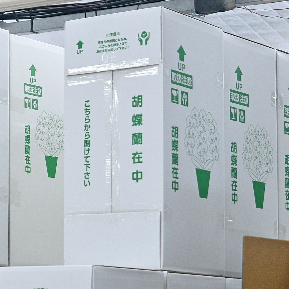 単品販売 胡蝶蘭梱包箱（160サイズ 目安：大輪3本立ち用×1鉢