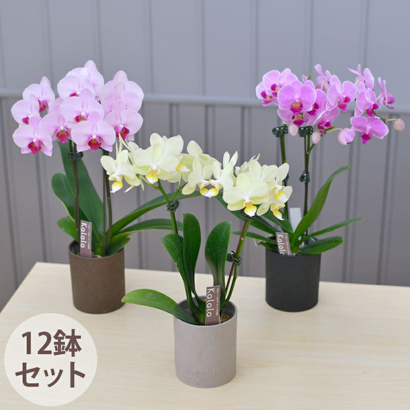胡蝶蘭 3万～5万円 | 胡蝶蘭専門店 はなやか本店