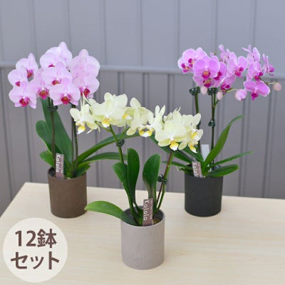 胡蝶蘭 3万～5万円 | 胡蝶蘭専門店 はなやか本店