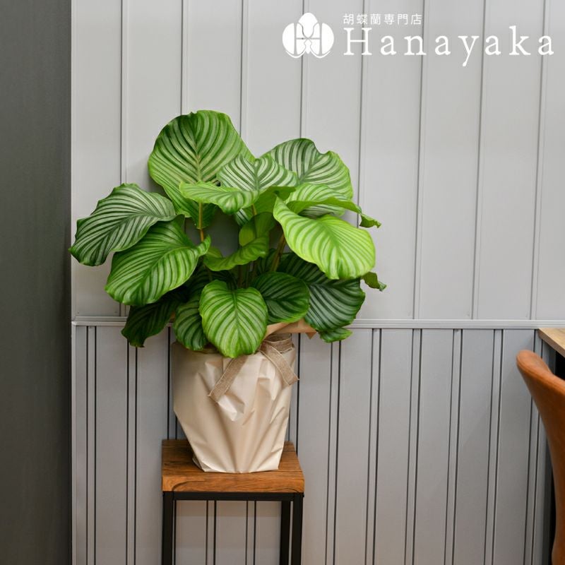 観葉植物 カラテア オービフォリア 8寸 生産者：荒木植物園 鉢カバー